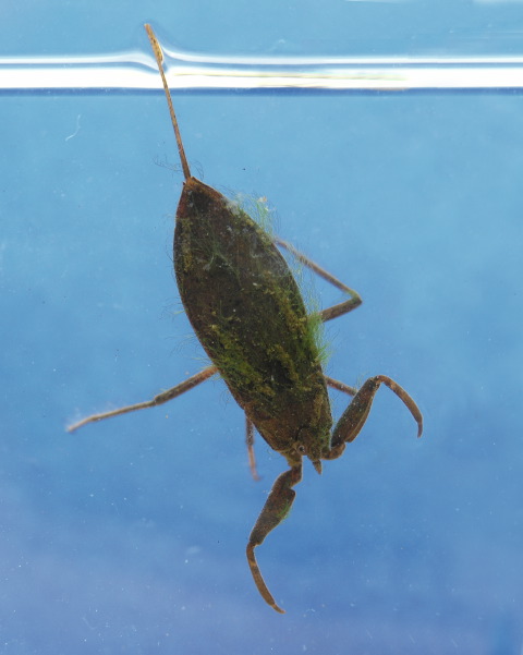 Leben in Teich und Garten : Wanzen ( Heteroptera) Wasserskorpion (Nepa ...